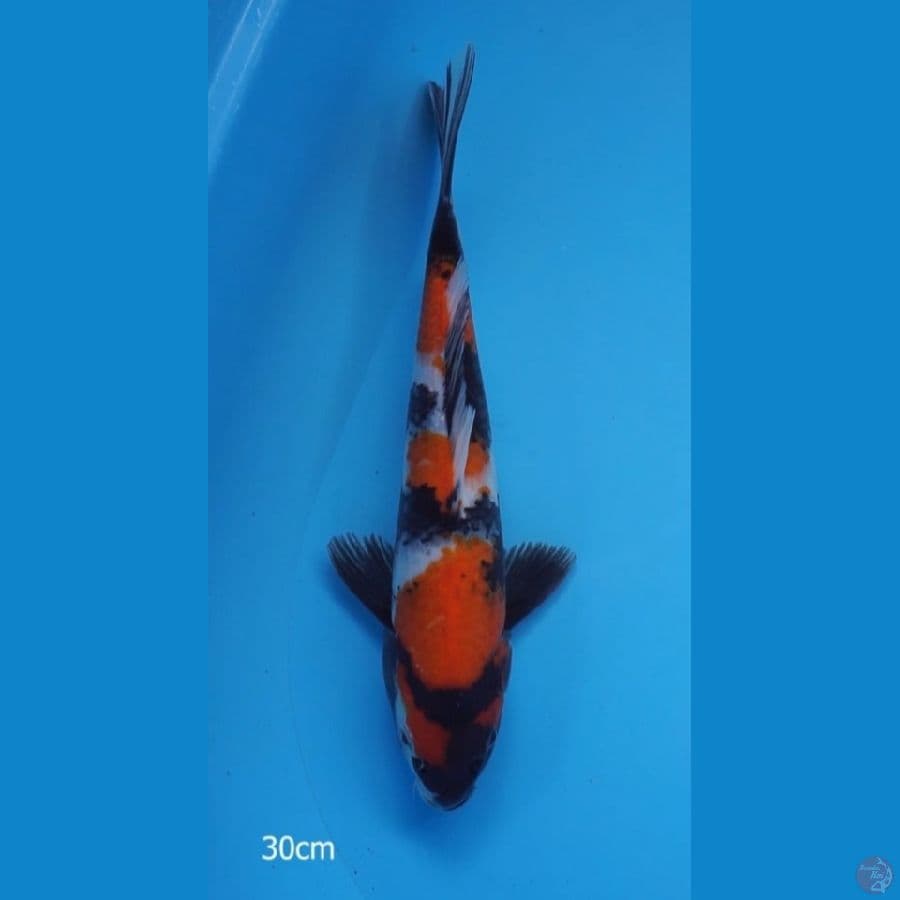 SHOWA 30 CM
