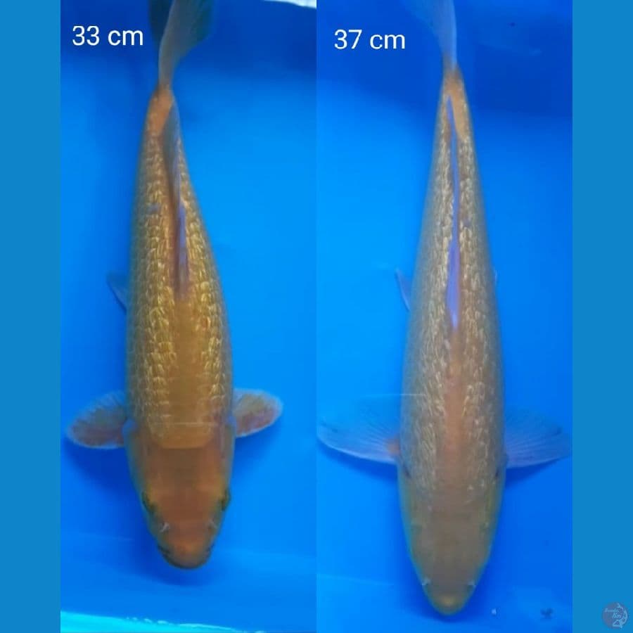 KARASI GINRIN 33-37 CM