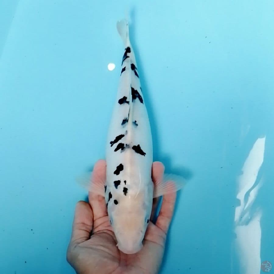 39cm bekko doitsu