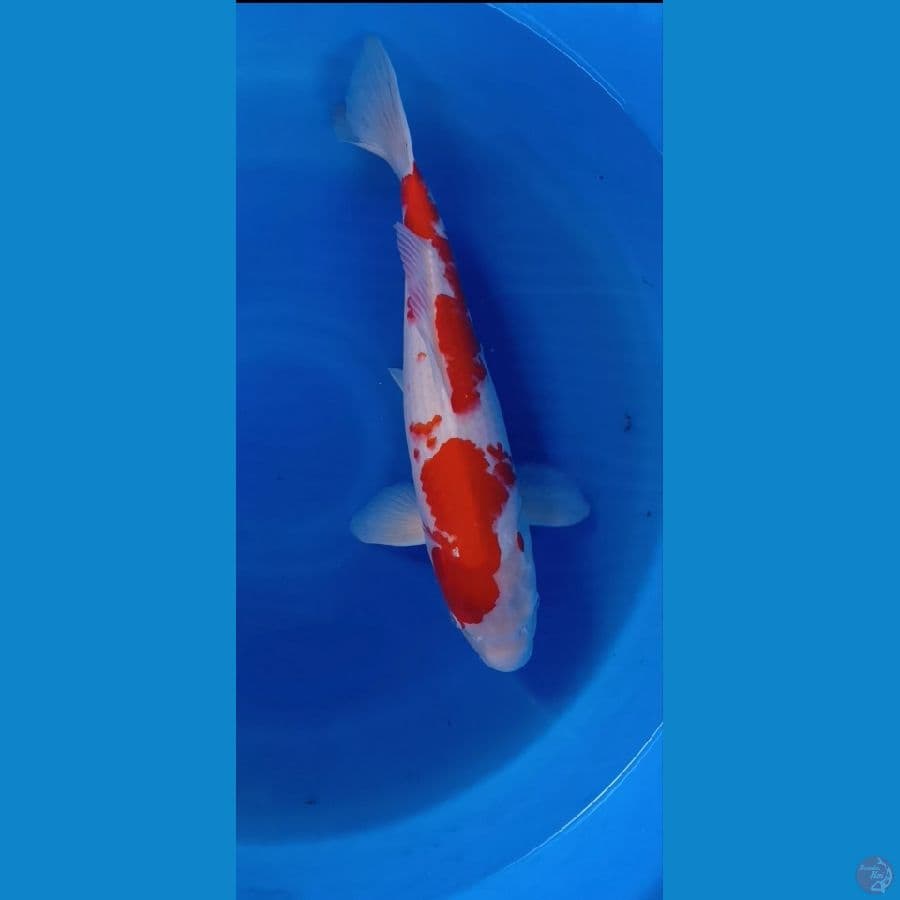 kohaku