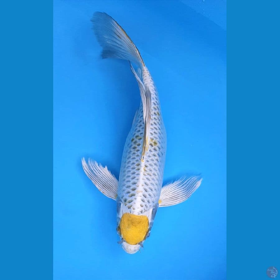KUMPAY MARUTEN 40CM