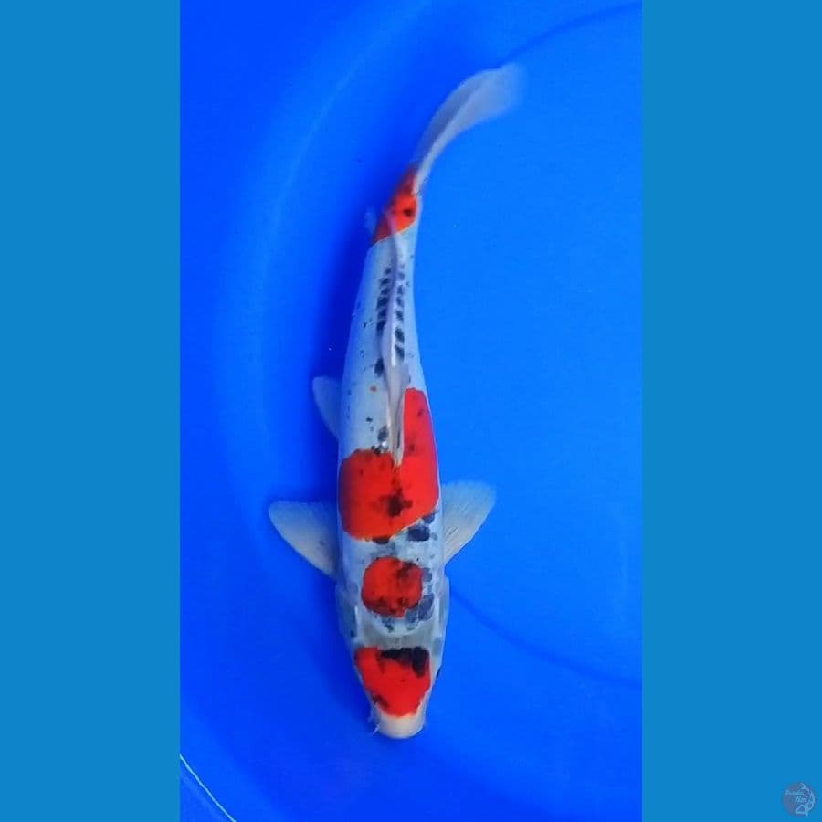 M39cm doitsu goshiki merah strong