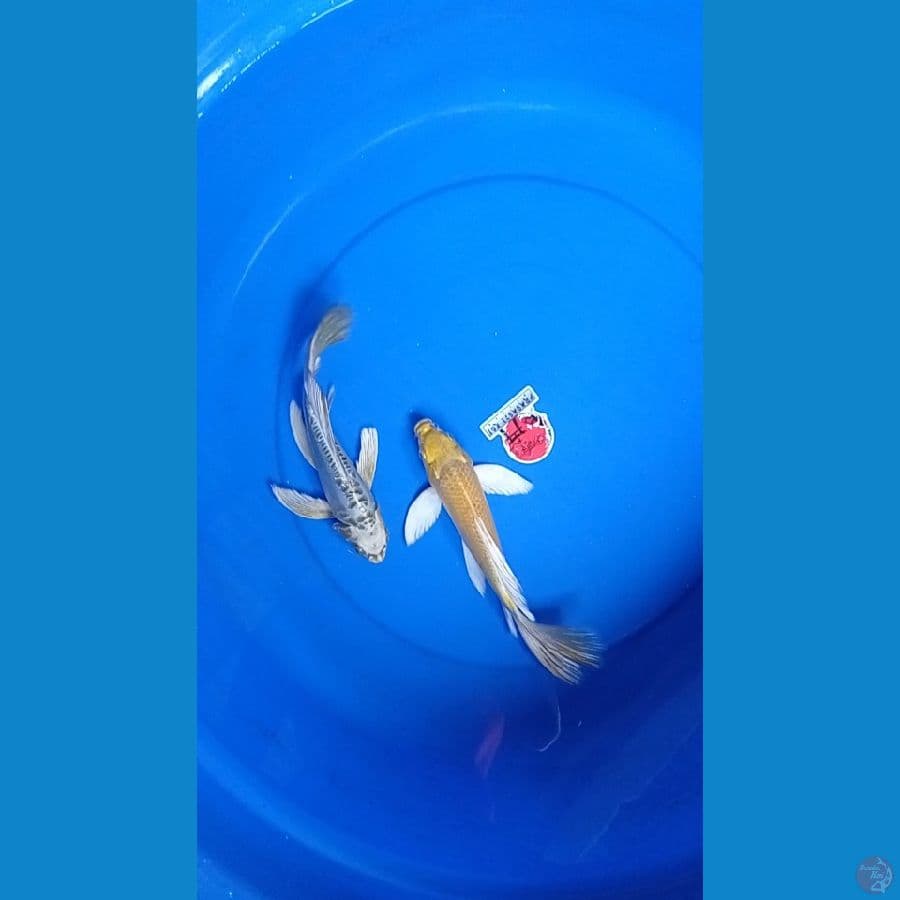 kumpay size 23-25 cm.