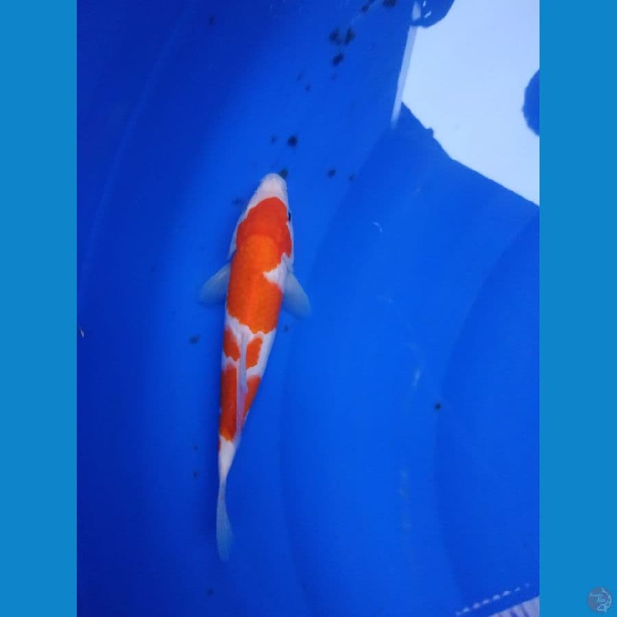 KOHAKU 25 CM