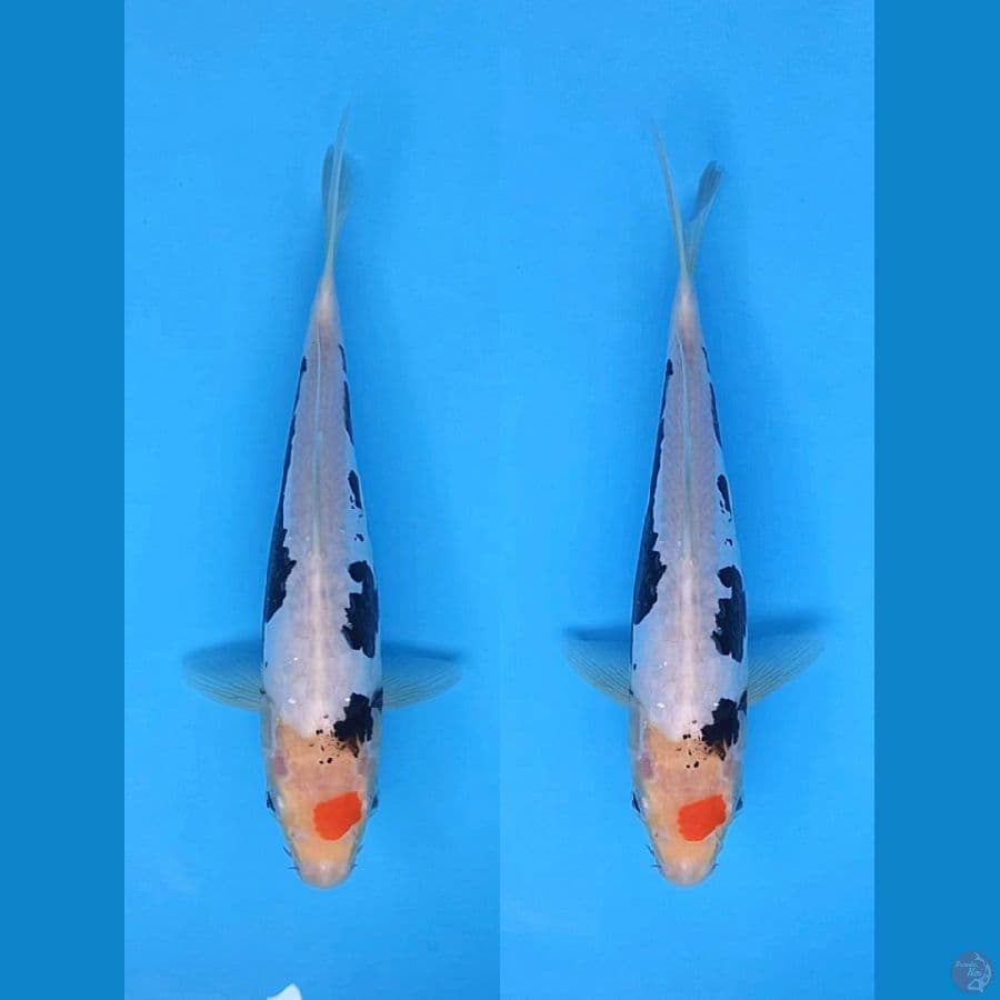 TC BENIKUMONRYU 29CM