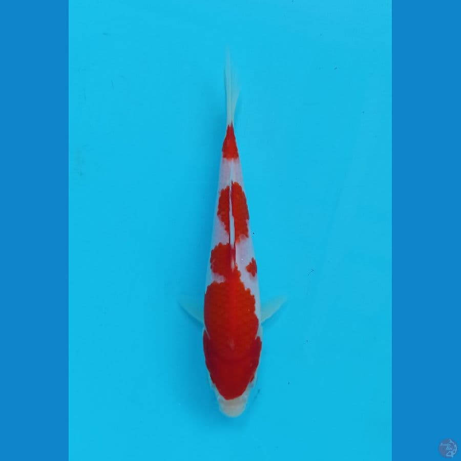 original 18 cm