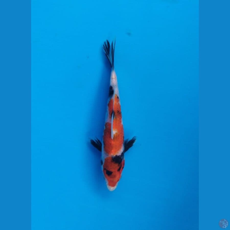 Showa 17cm