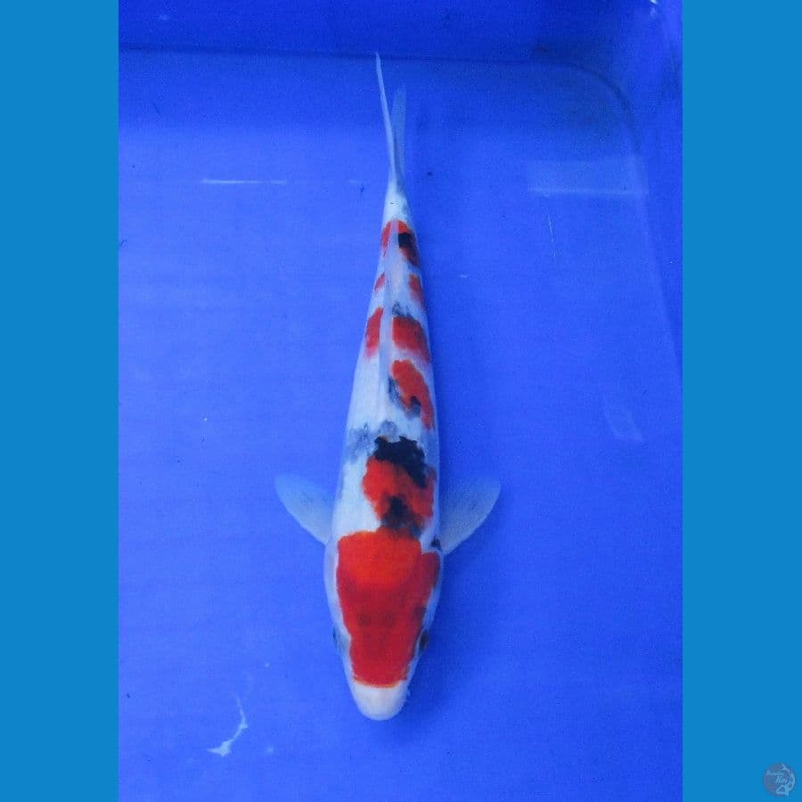 showa ±27cm