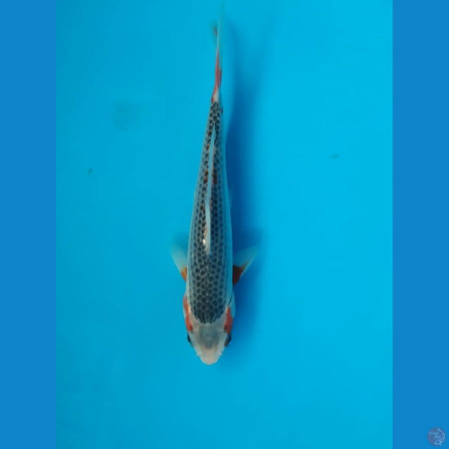 Asagi Sq 20cm