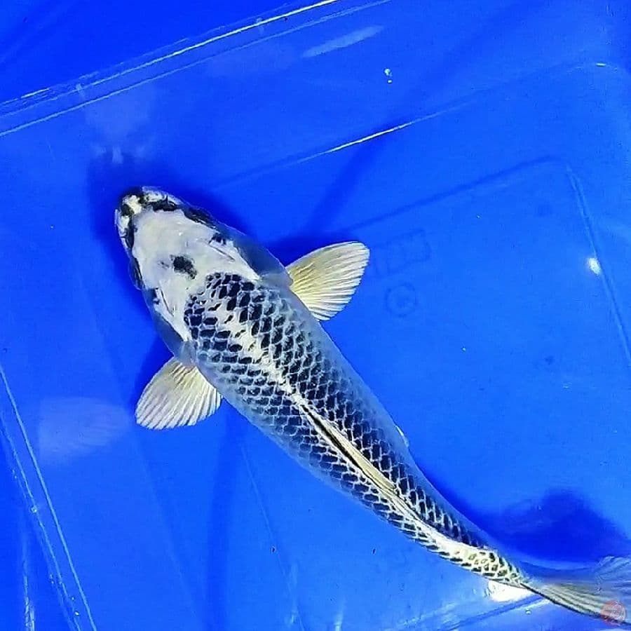 18cm, gin matsuba ogon