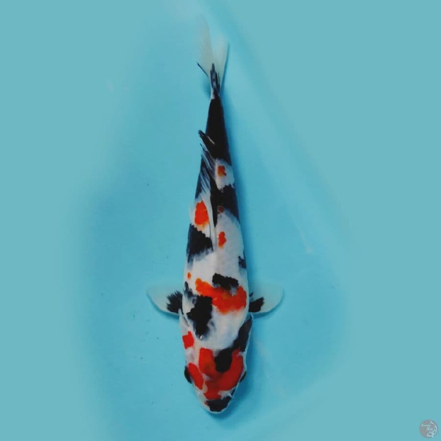 kindai SQ 25cm jantan