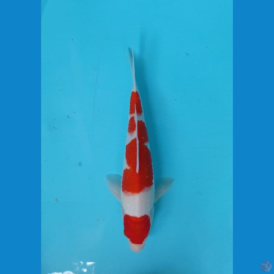 M28 maruten kohaku