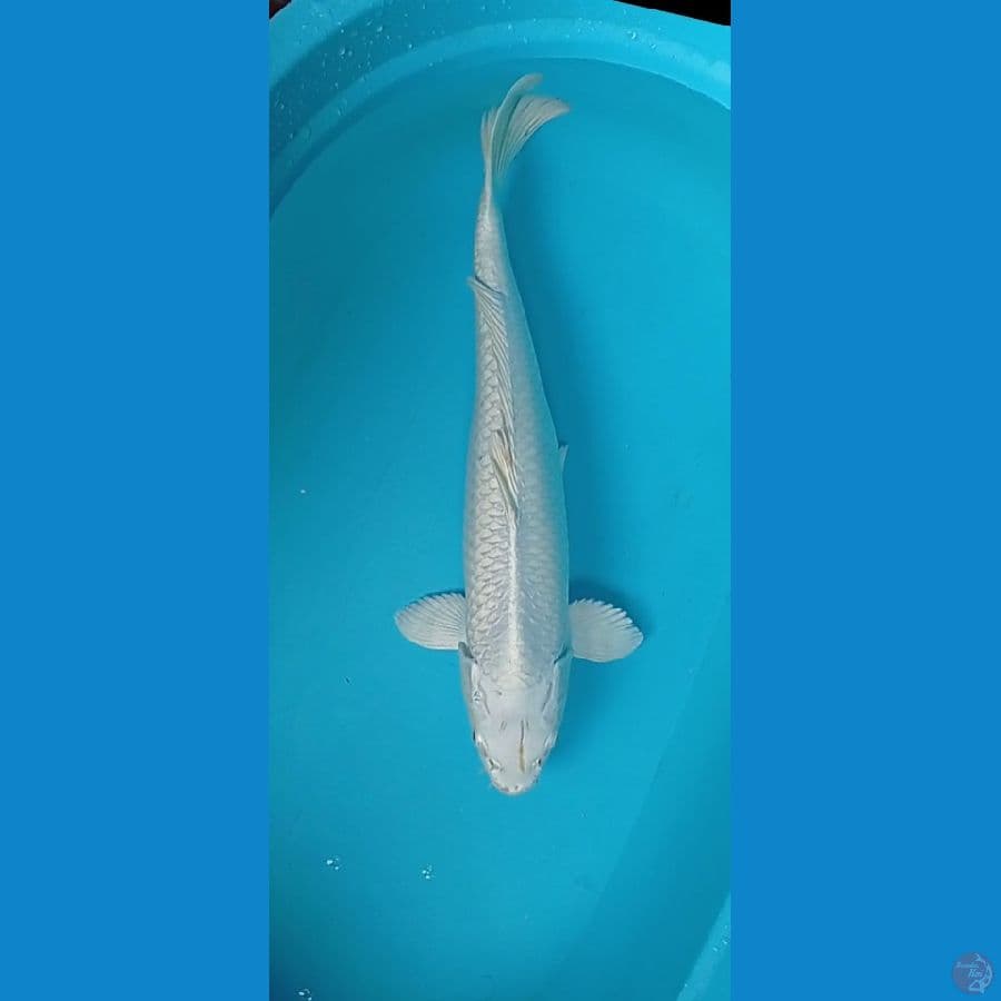 F47cm.