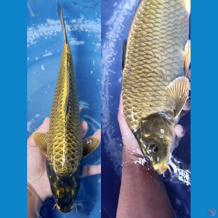 Mukasi Gold