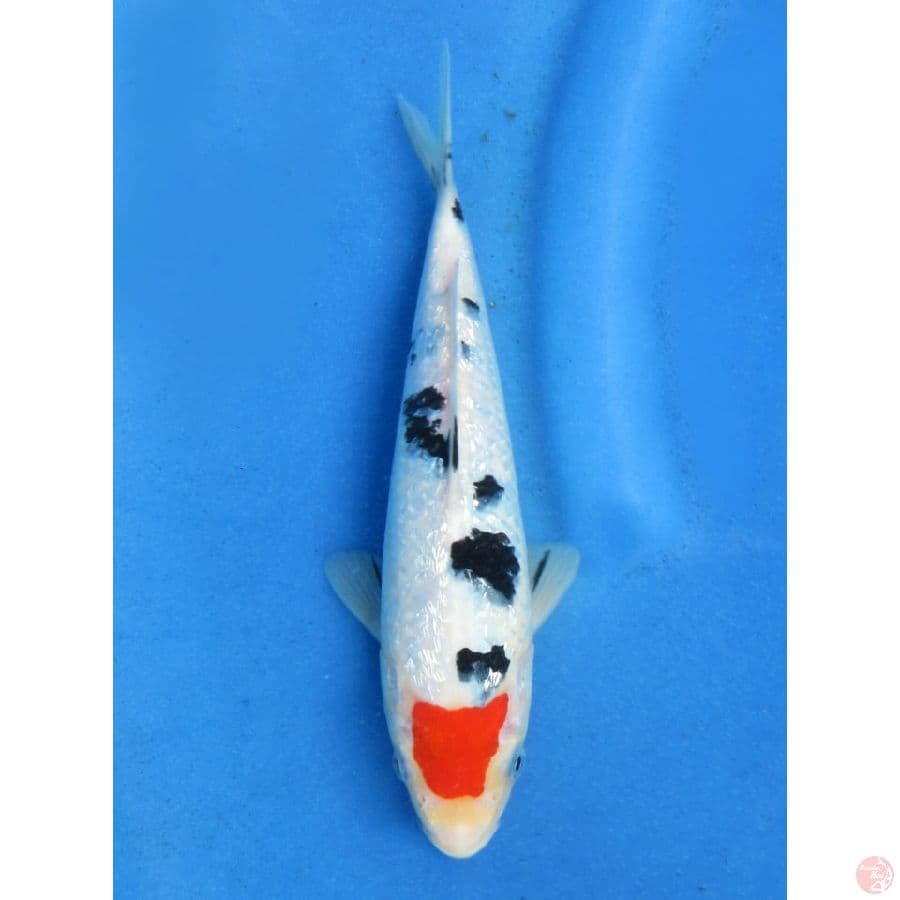 Tancho Sanke tidak bocor merah - 23cm