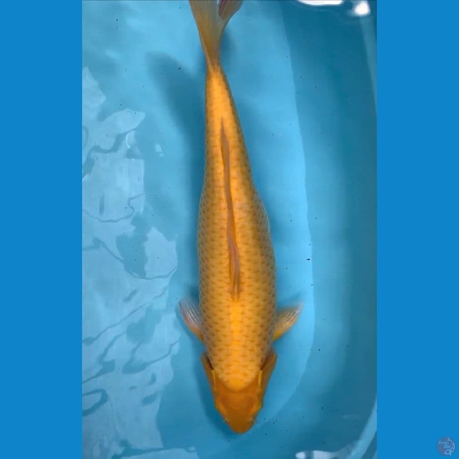 karasi jagung 50cm