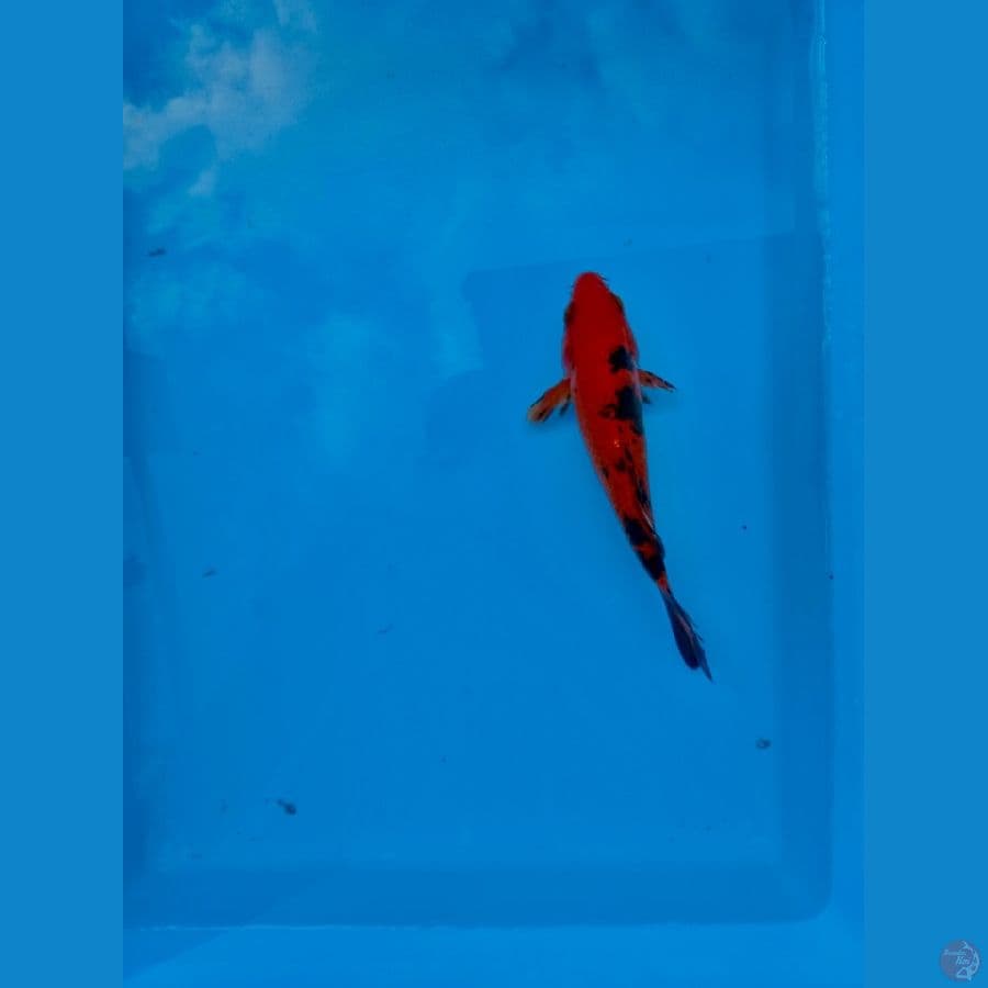 red aka bekko 15cm