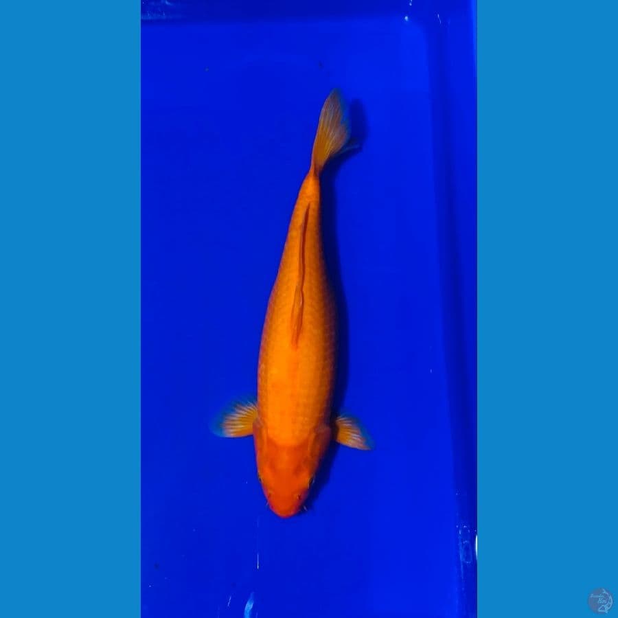 redkarasi 37cm