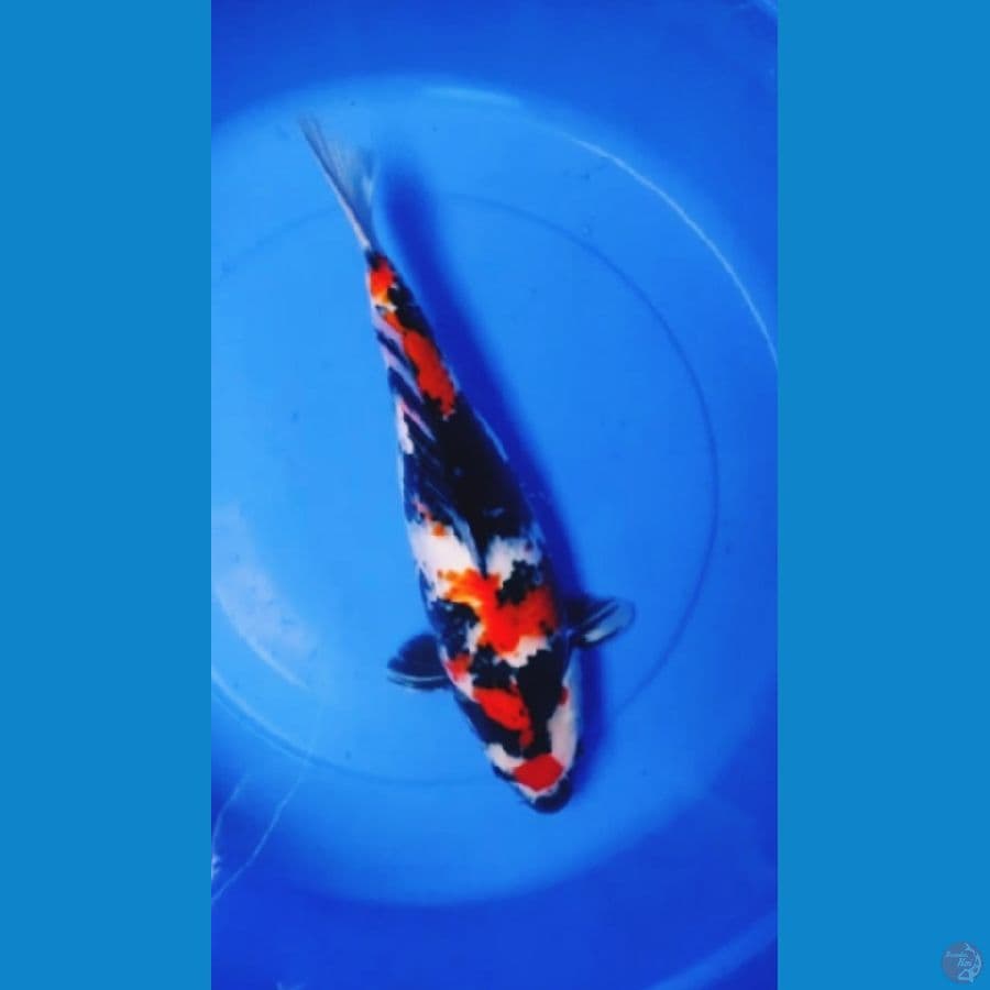 showa 45 cm