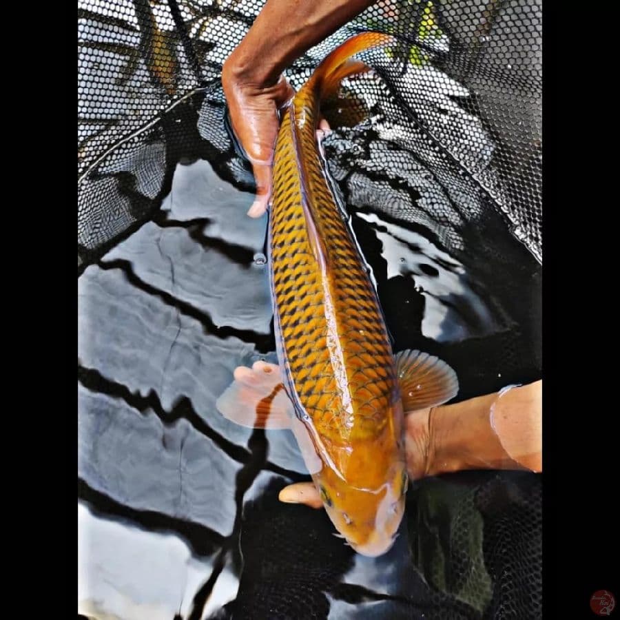 cagoi tembaga 50 cm male