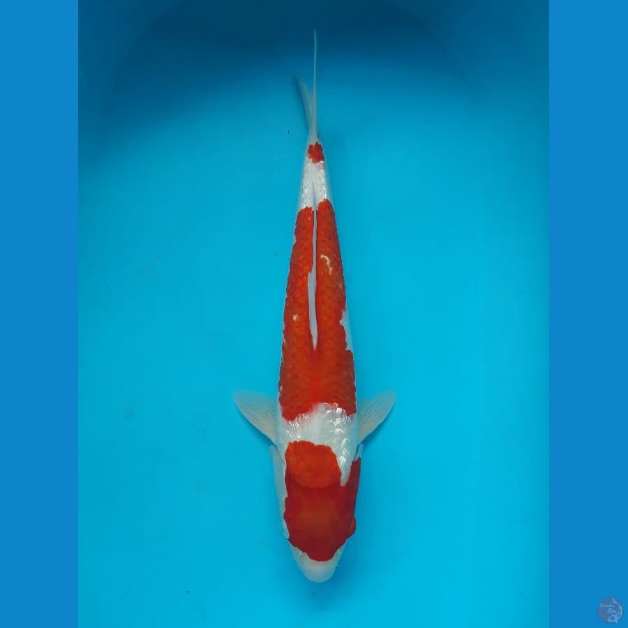 kohaku gindrin