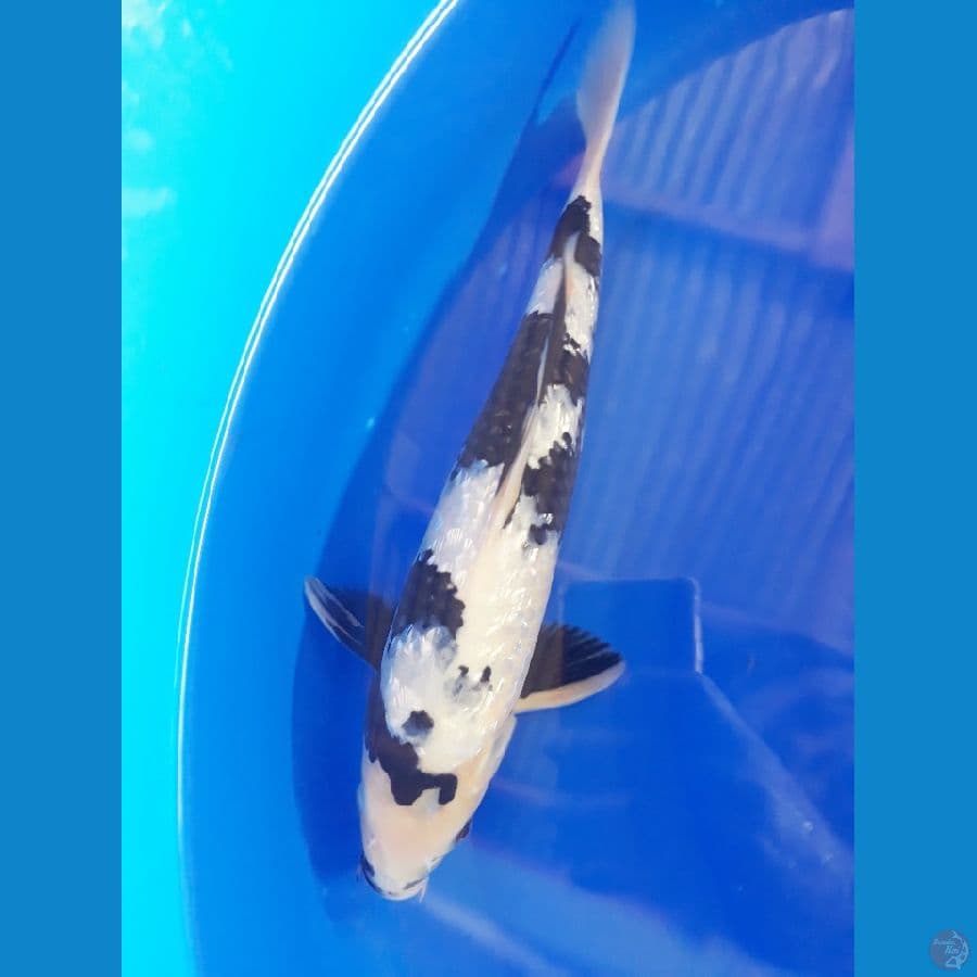 shiro ginrin 30up male