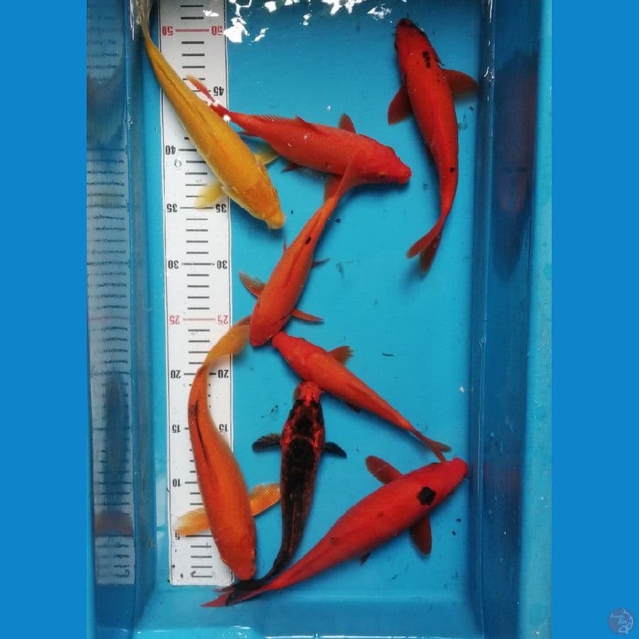 20-27cm mix karashi, benigoi, kawari