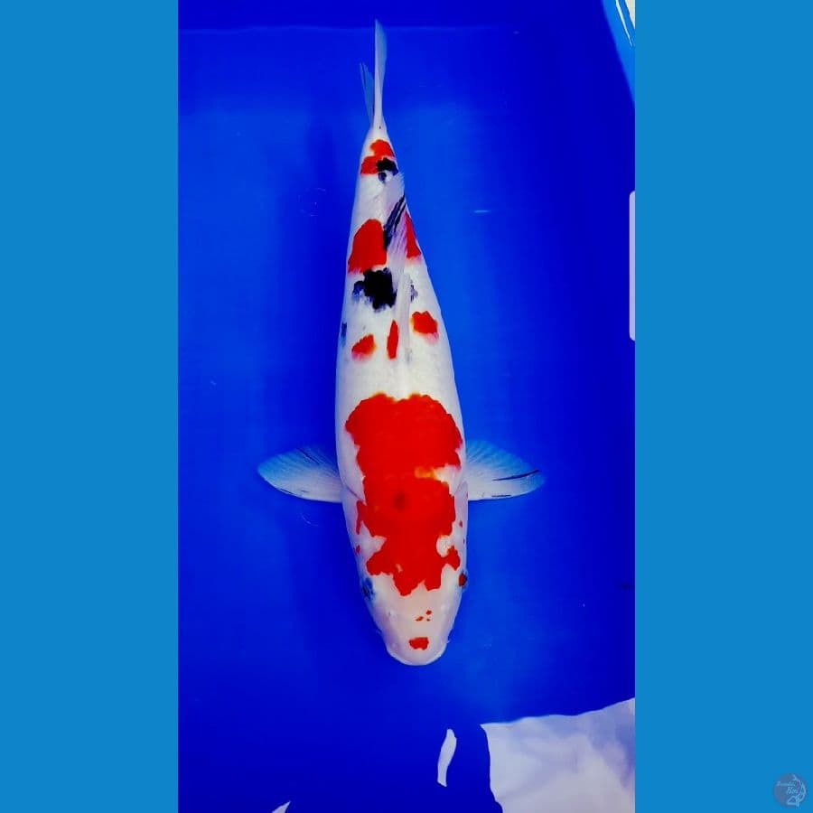 SHANKE 40 CM