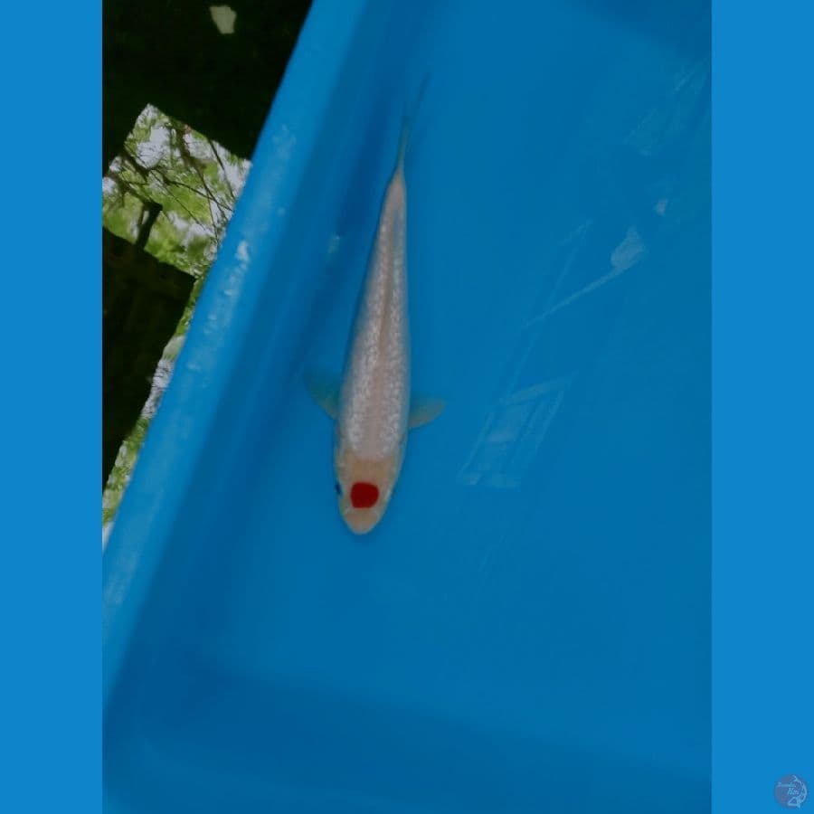 tancho kohaku full gingrin ori ready show size 15bu