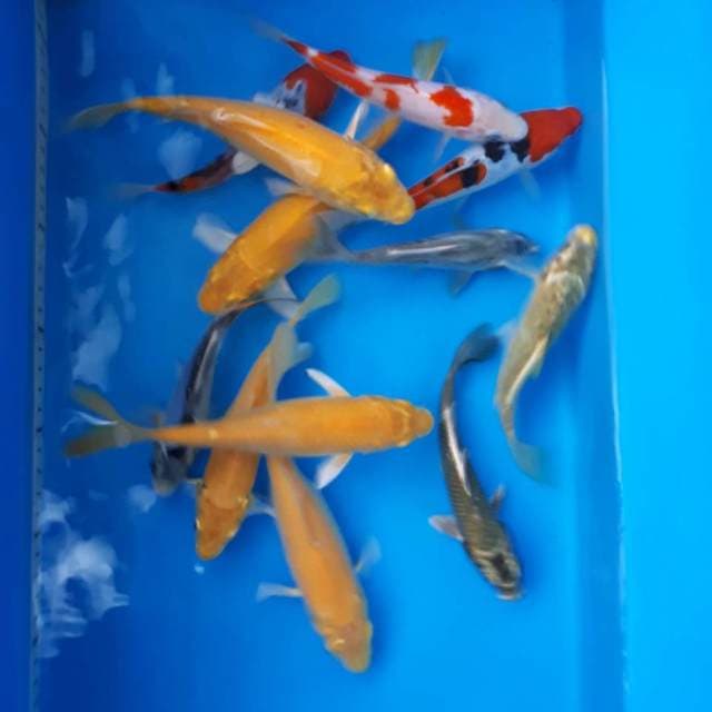 MIX KOI TOSAI LOKAL