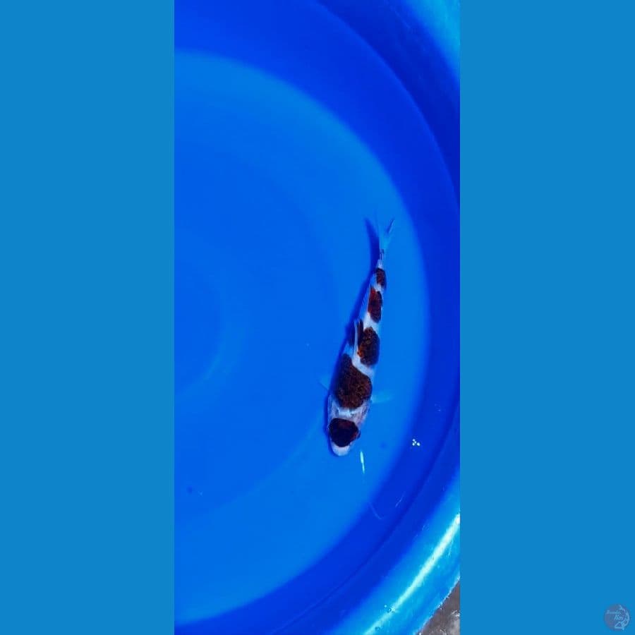 Maruten Budogoromo 27cm