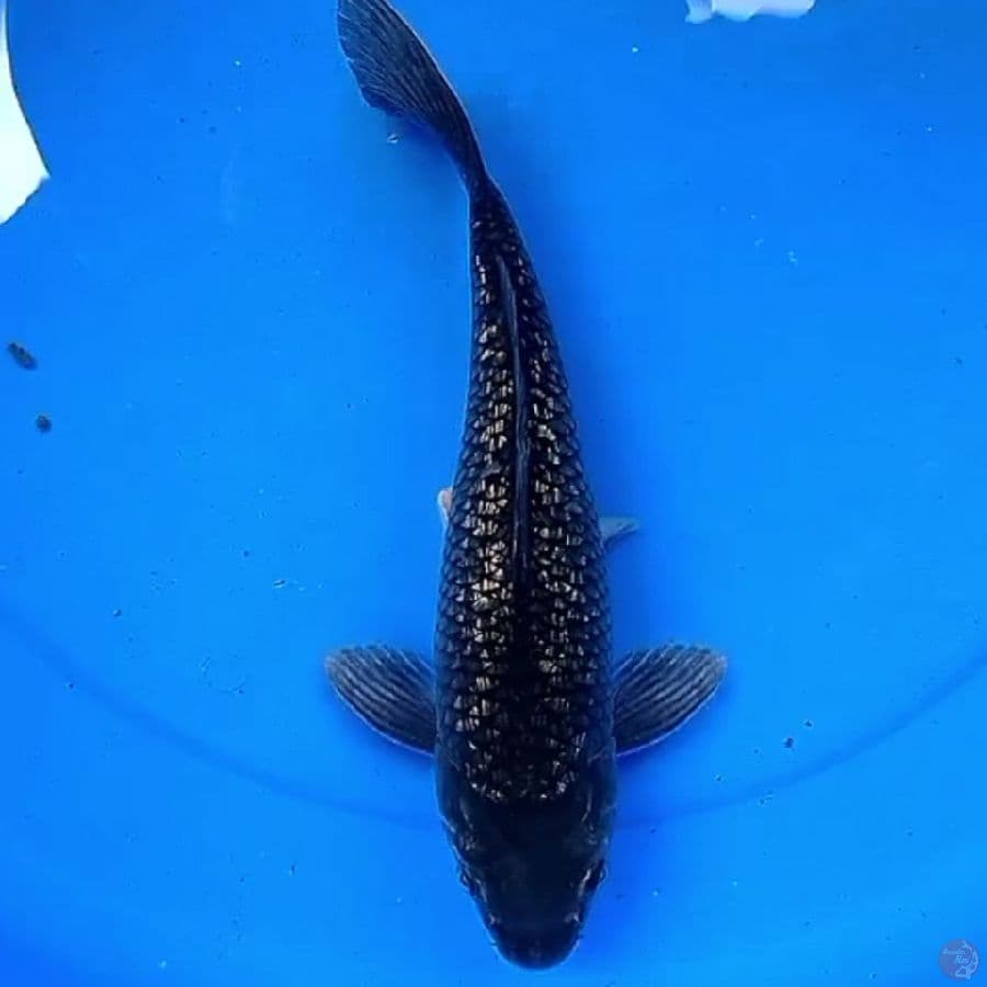 33cm KINGINRIN BLACK DIAMON