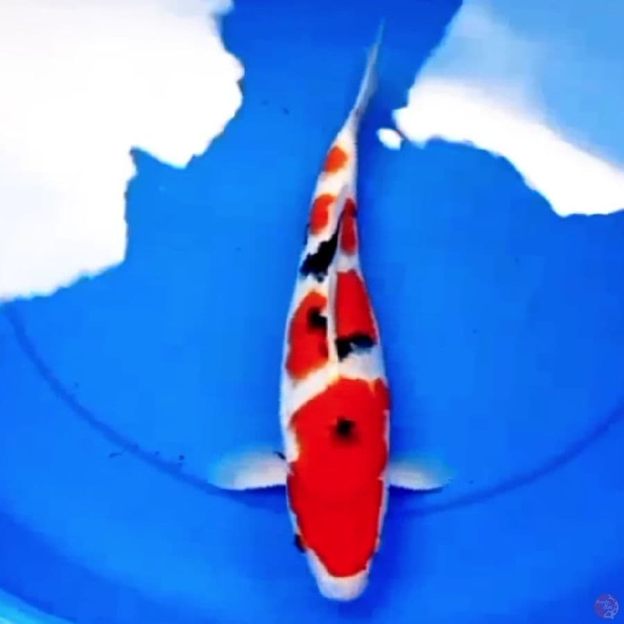 38cm SANKE APIK