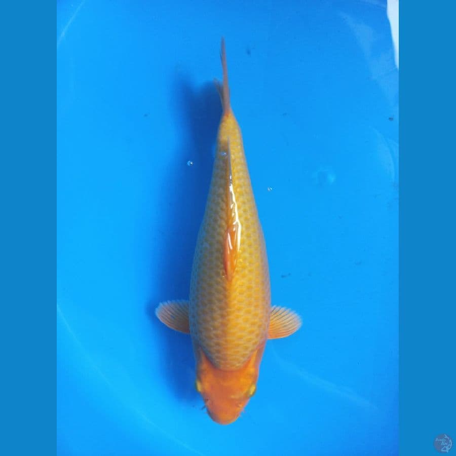 short body 27cm berpunuk