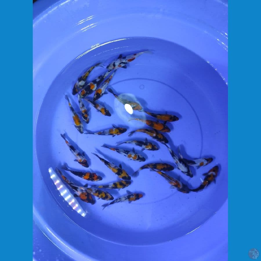 showa 14-16cm