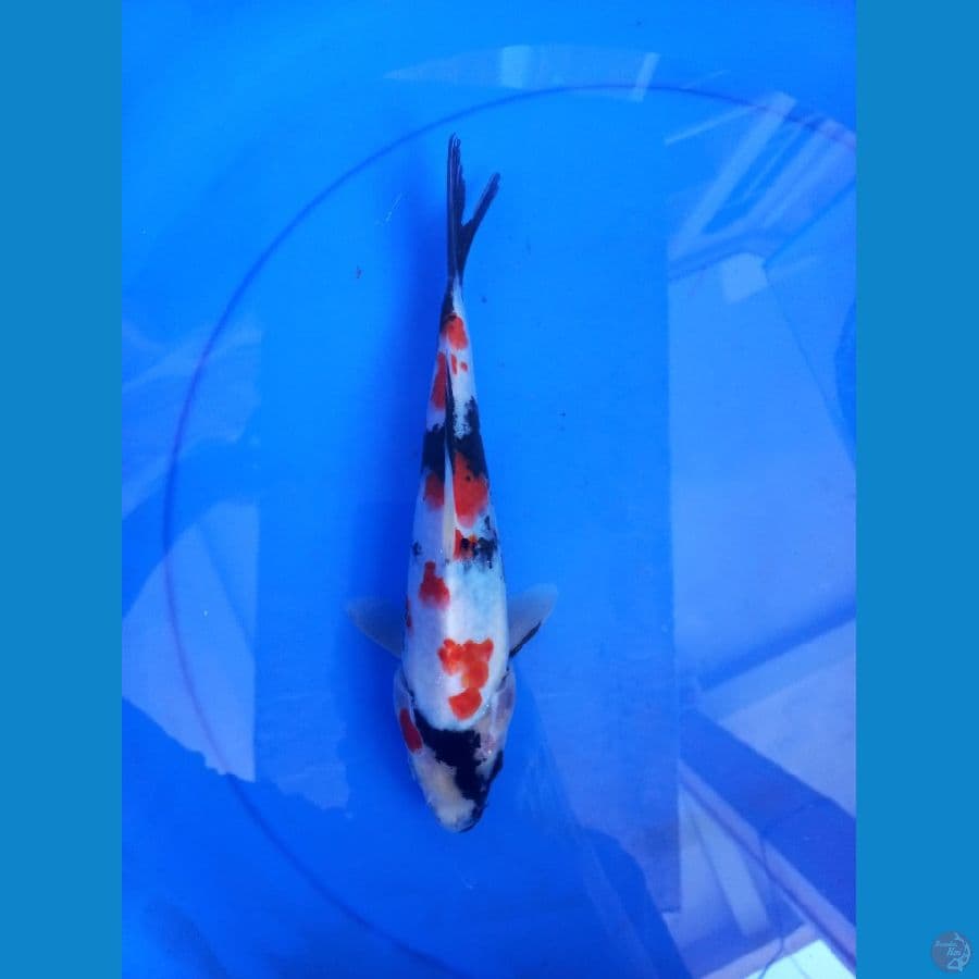 KINDAI SHOWA 23CM