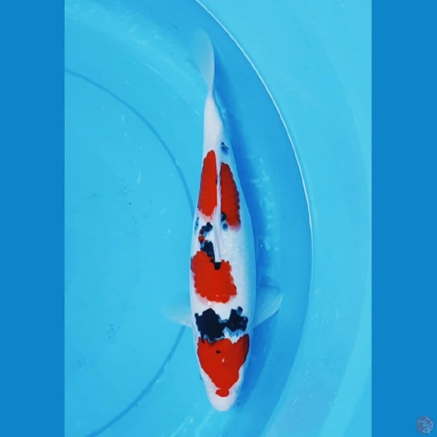 sanke 38 cm