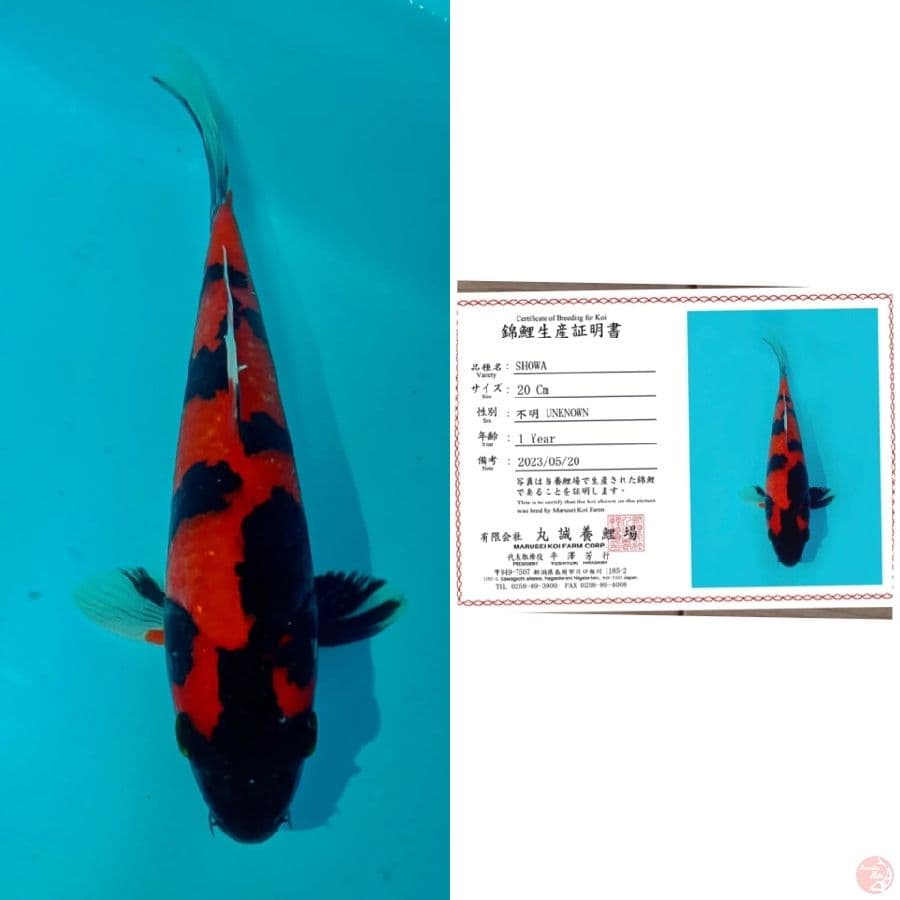 Showa 20cm marusai