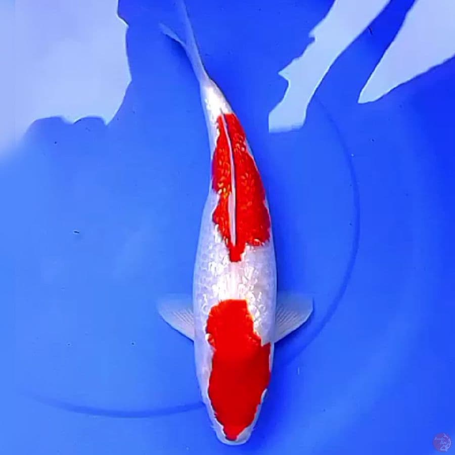 42cm KINGINRIN KUHAKU GLITER