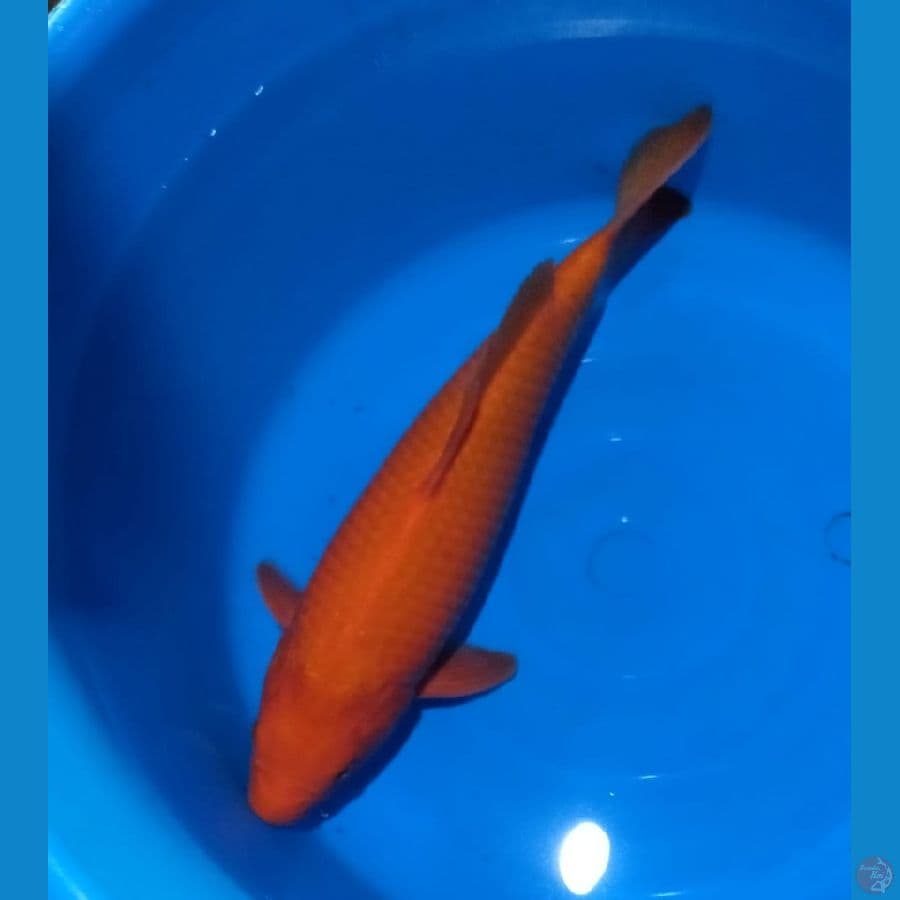 red karasi 40cm jantan
