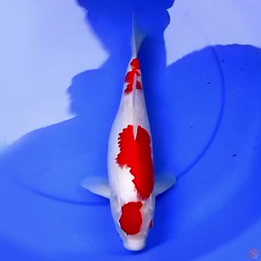 39cm KOHAKU MERAH MERONA