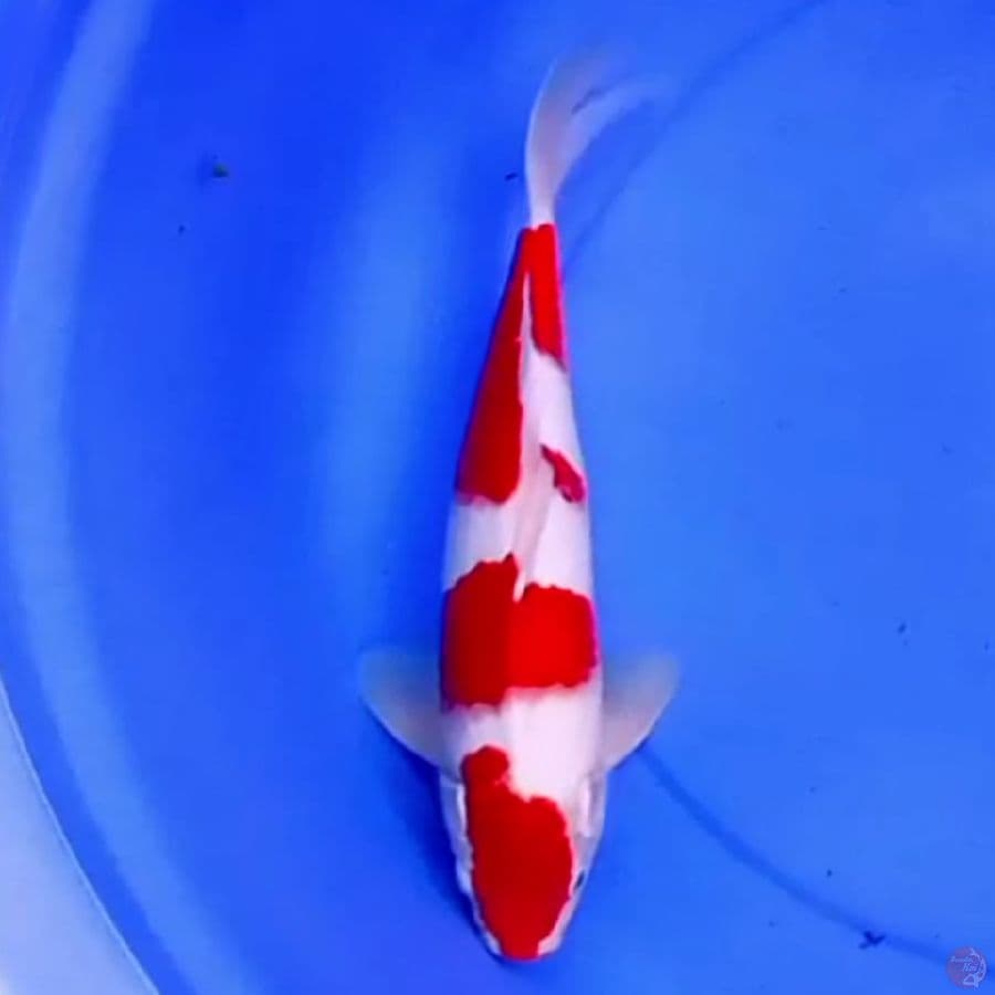 35cm KOHAKU GOOD QUALITY