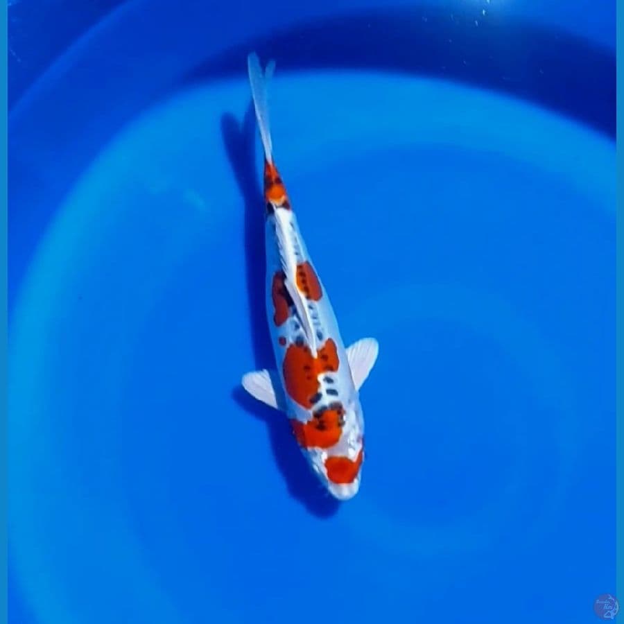maruten Kujaku doitsu 30cm