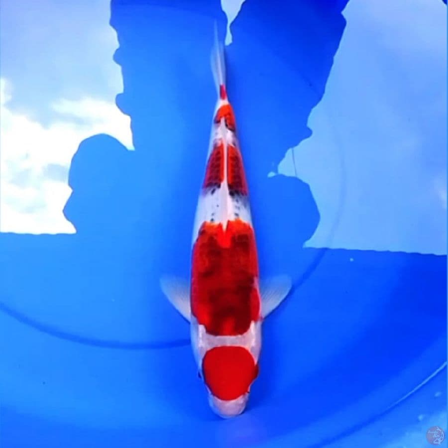 42cm GOSHIKI JUMBO ISTIMEWA