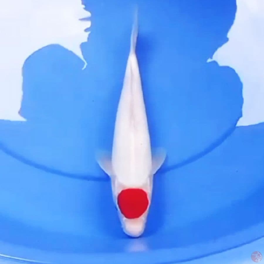 33cm TANCHO PUTIH SALJU
