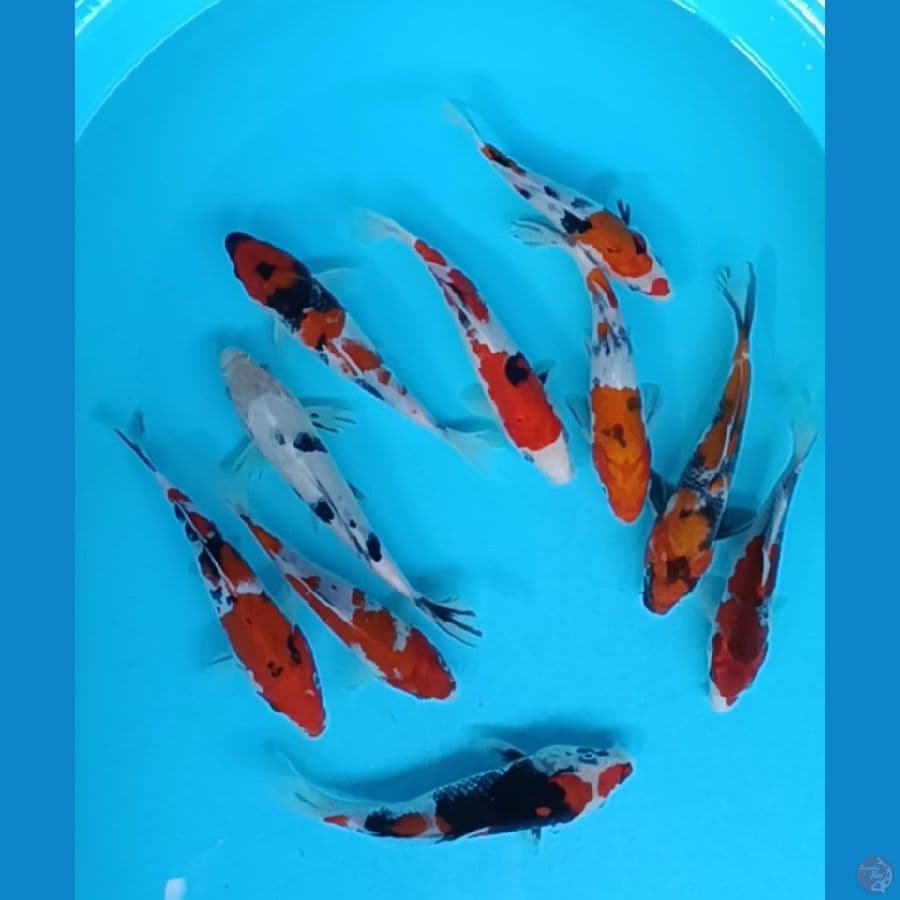 17-20 cm