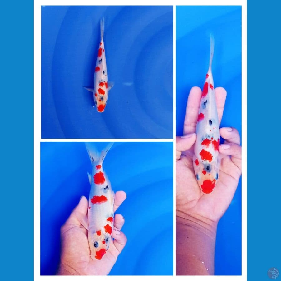 sakura sanke size 20 cm