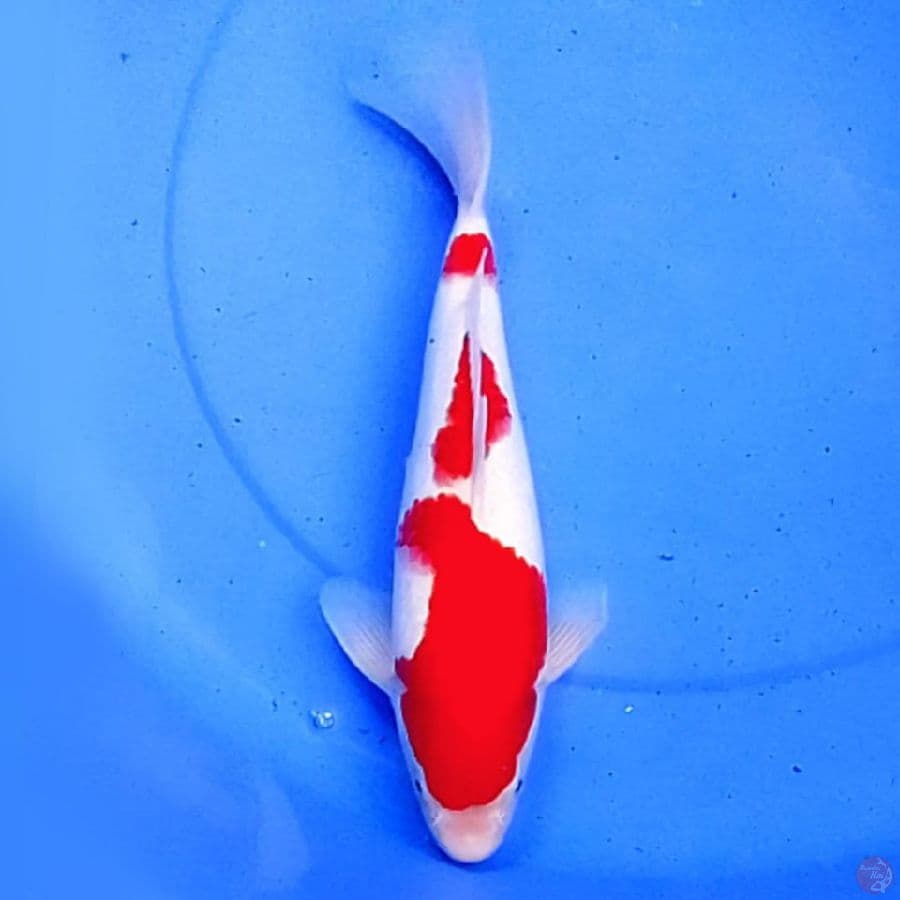 34cm 3STEP KOHAKU BAGUS