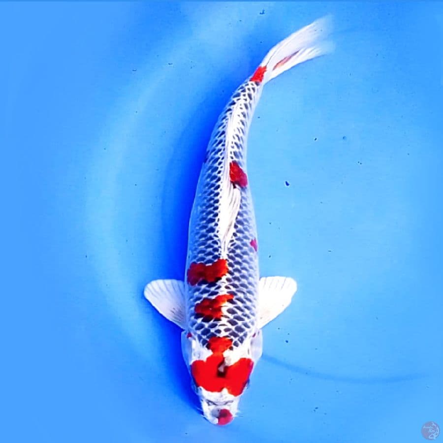 47cm JUMBO KUJAKU