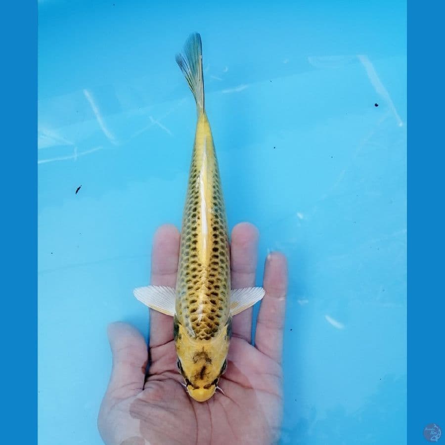 kin matsuba ogon